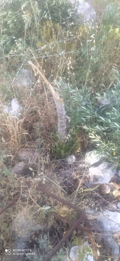 olive trees destroyed by settlers  עצי זית שניזוקו על ידי מתנחלים בדרום הר חברון