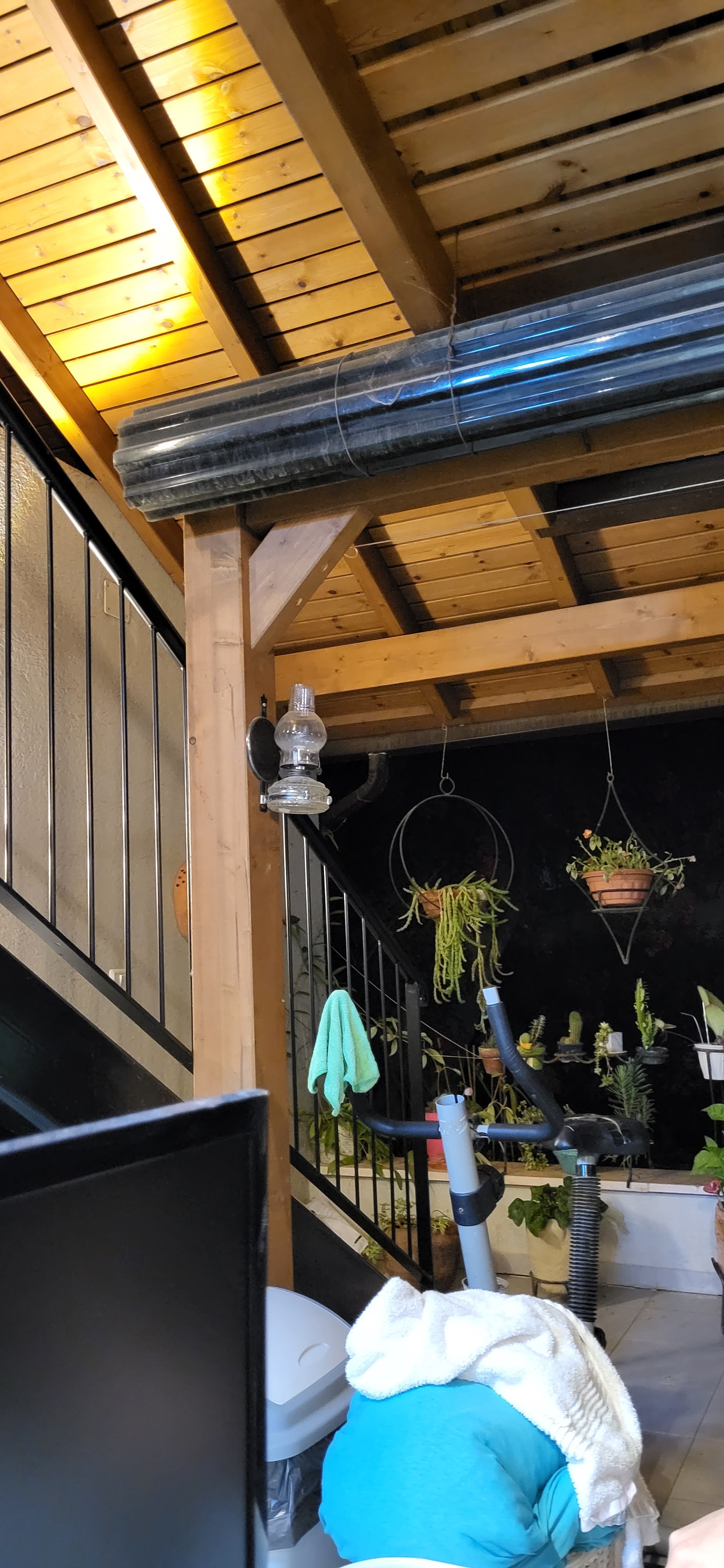 קקטוס לזכר פרשן